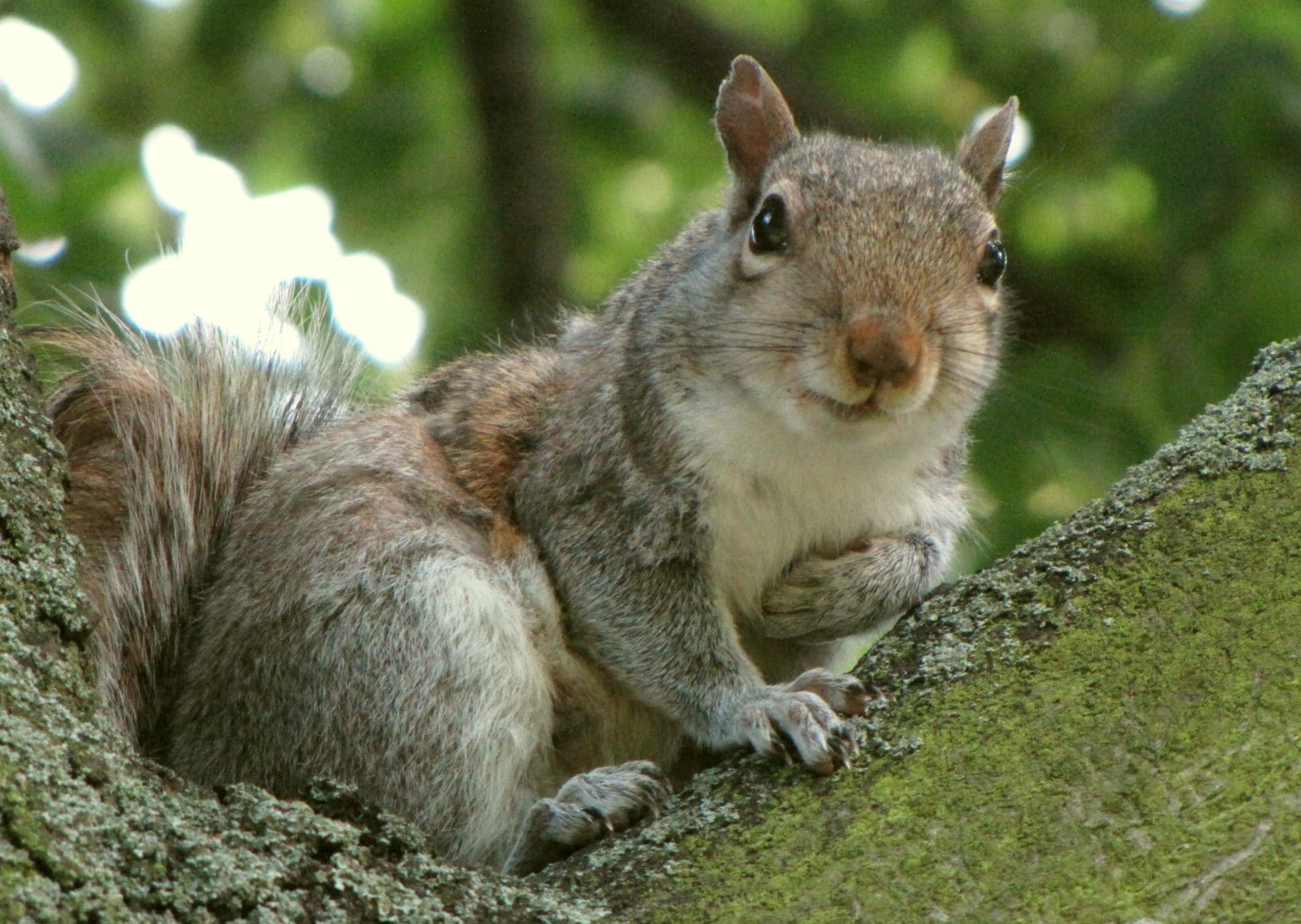 No squirrel was hurt during the taking of this photograph. Photo credit